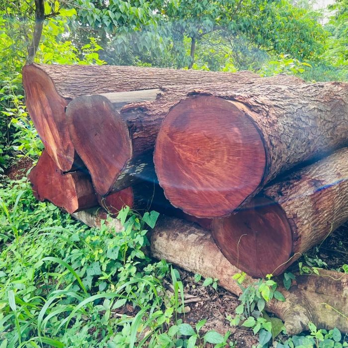 mahogany-wood-log-2