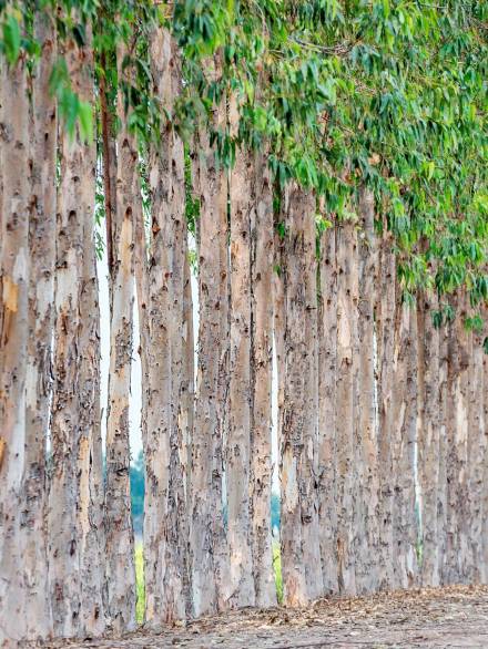 row-eucalyptus-paper-industry