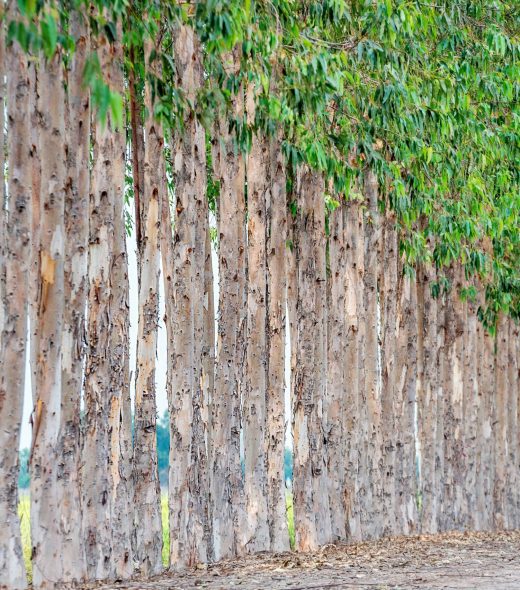 row-eucalyptus-paper-industry